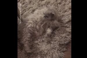 Da li je normalno da tepih ovo radi?