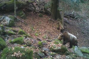 Medvjed se vratio u NP Biogradska gora