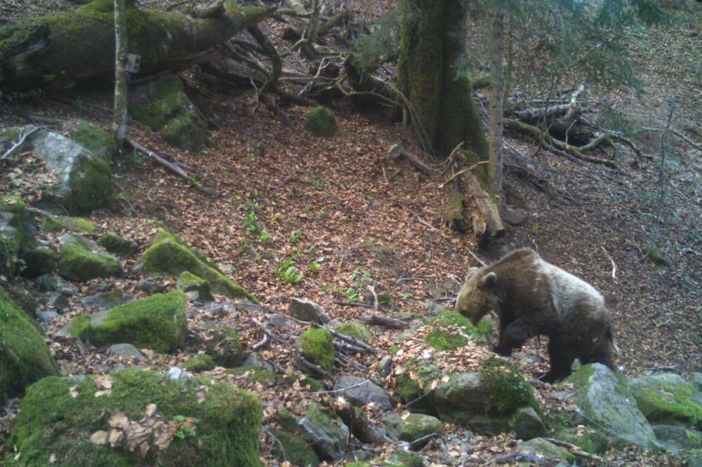 Medvjed u NP Biogradska gora, Foto: Parkovi Dinarida