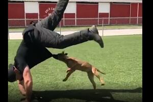 Kad se rodi talentovani policijski pas: Štene već može da savlada...