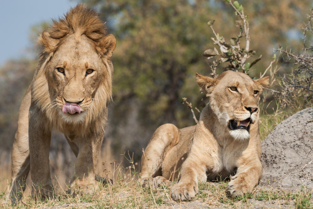 Ilustracija, Foto: Shutterstock