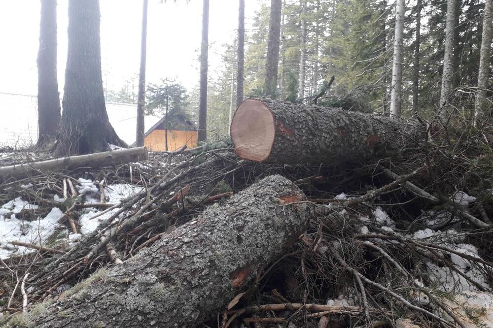 Posječena drva na Žabljaku, Foto: Obrad Pješivac