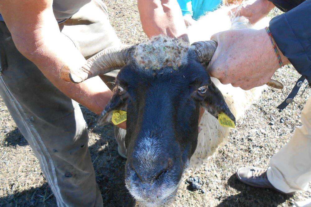 Od plavog jezika obolijevaju goveda i ovce, Foto: Veterinarska uprava