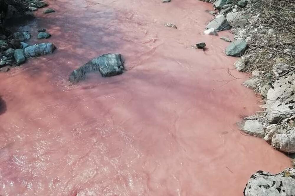 Svinjača i juče “pocrvenjela”, Foto: Dragana Šćepanović