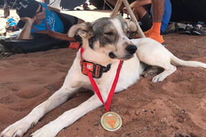 Pas heroj: Kaktus istrčao 160 kilometara preko Sahare