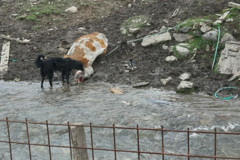 Detalj iz Pavinog polja, Foto: Privatna arhiva