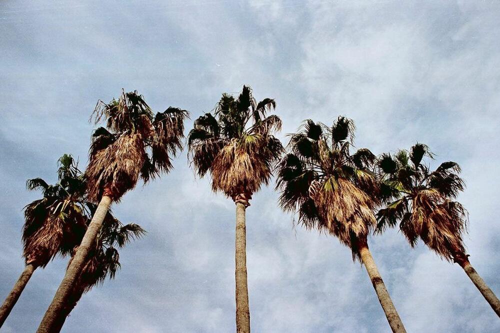 Zaražene palme, Foto: Slavica Kosić