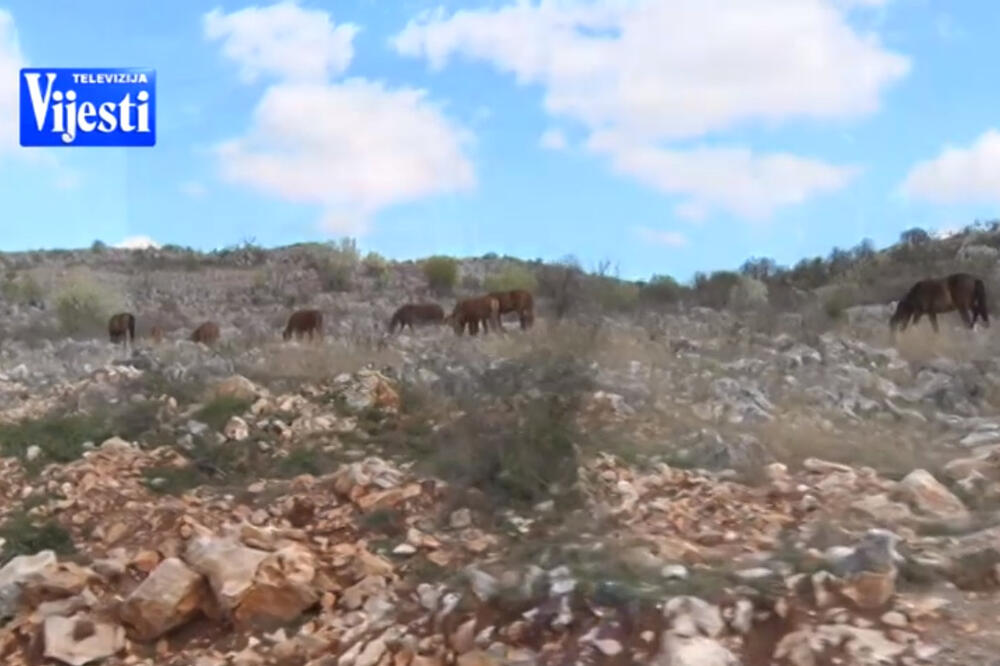 Ilustracija, Foto: Printscreen YouTube