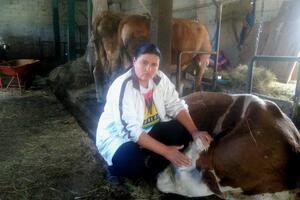 Stali na noge, pa ponovo ostali bez krave