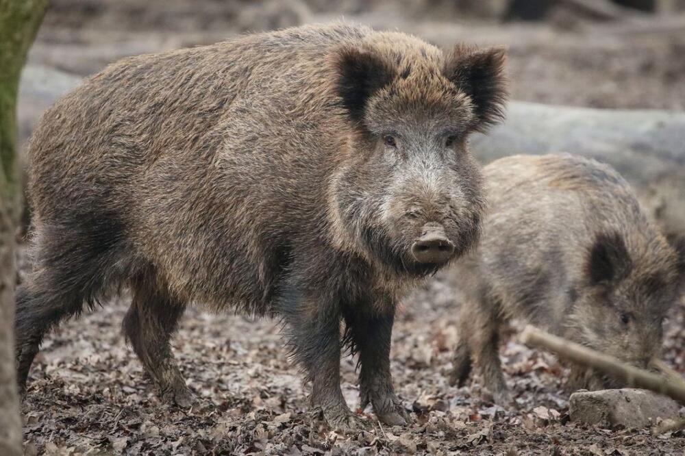 Svinje se namnožile (ilustracija)