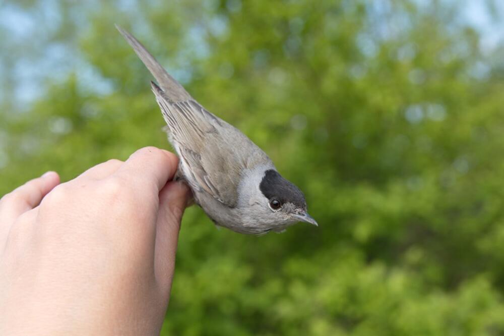 Crnoglava grmuša, Foto: CZIP