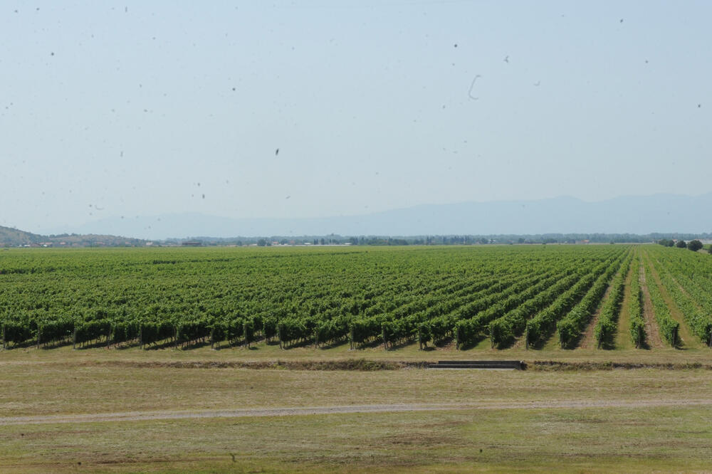 Vinogradi "Plantaža"-, Foto: Savo Prelević