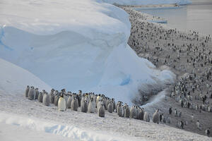 Strašna slika sa Antartika: Hiljade pingvina nestalo u moru