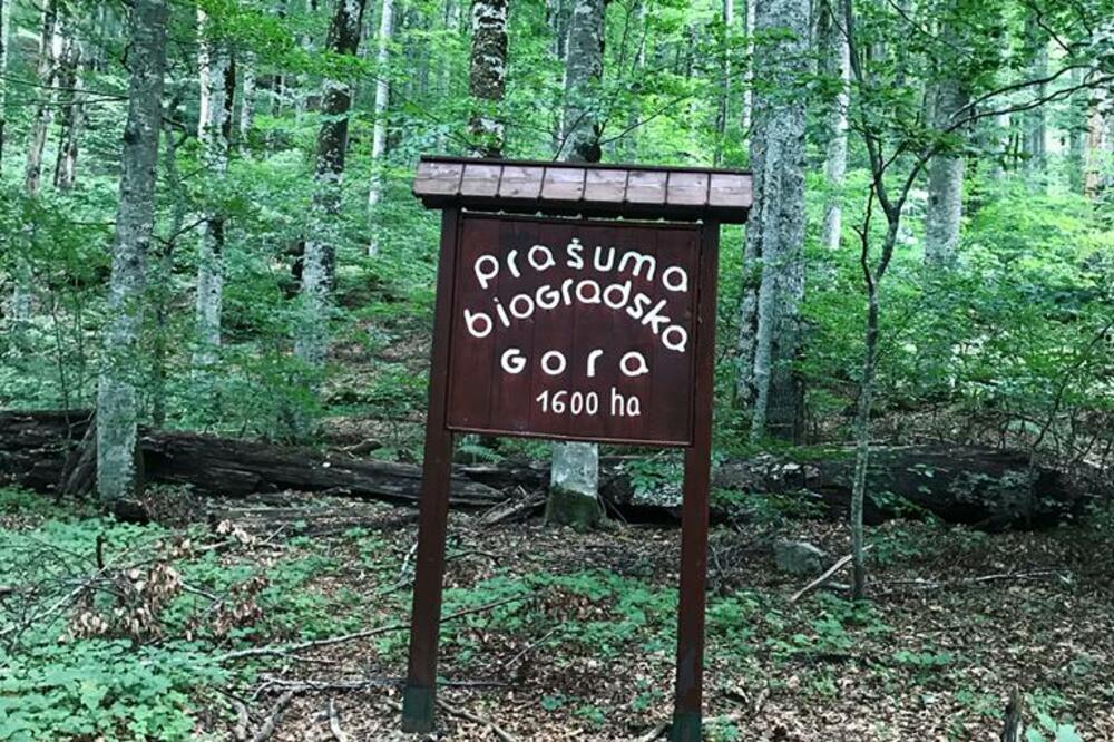 Biogradska gora, Foto: NP Biogradska gora