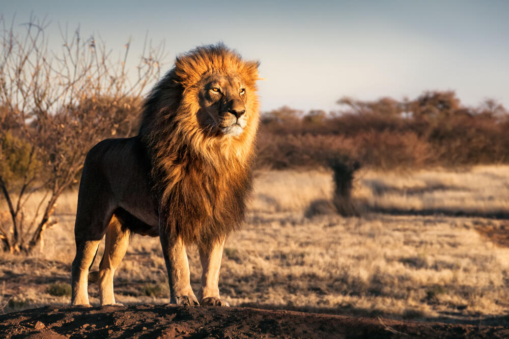 Za mogućnost da pucaju na lava plaćaju i do 4.500 eura, Foto: Shutterstock