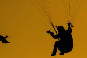 U fotografijama: Čileanski paraglajder i njegov soko