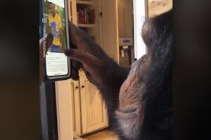 Pogledajte: Kad šimpanza uđe na Instagram