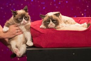 Viralni video snimci mačaka i čovjek koji je opsjednut njima