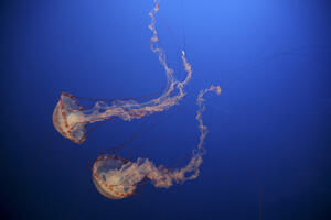 Naučnici pronašli protivotrov za najsmrtonosniju meduzu na svijetu