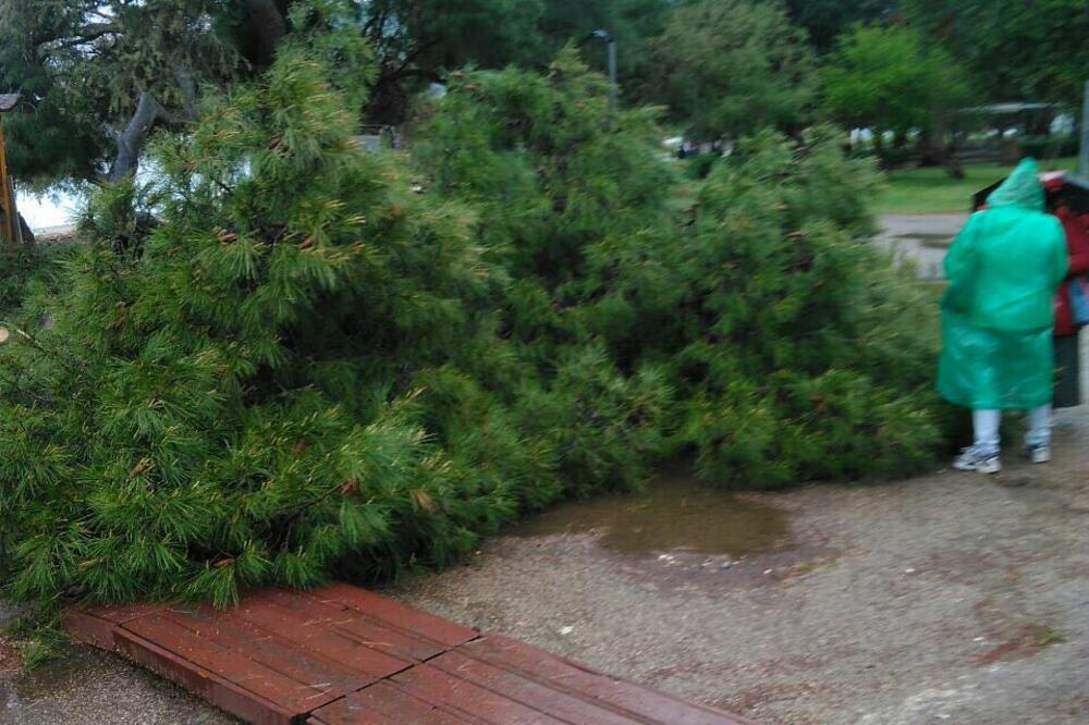 Bor na šetalištu, Foto: Privatna arhiva