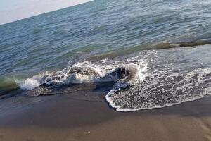 Ulcinj: More izbacilo leš krave