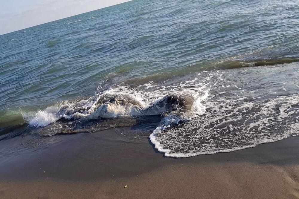 Uginulu kravu ukloniće radnici Komunalnog preduzeća, Foto: Čitalac Vijesti
