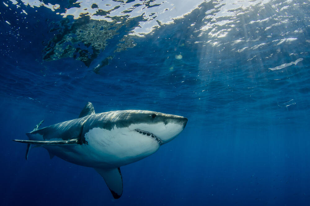 Ajkula vrste Velika bijela: Ilustracija