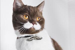 Ovo je Gringo - mačak koji je brkovima osvojio internet