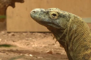 Upoznajte Ganasa, komodo zmaja iz Londona