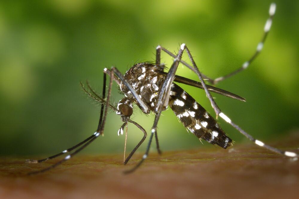 Tigrasti komarac, Foto: Pixabay