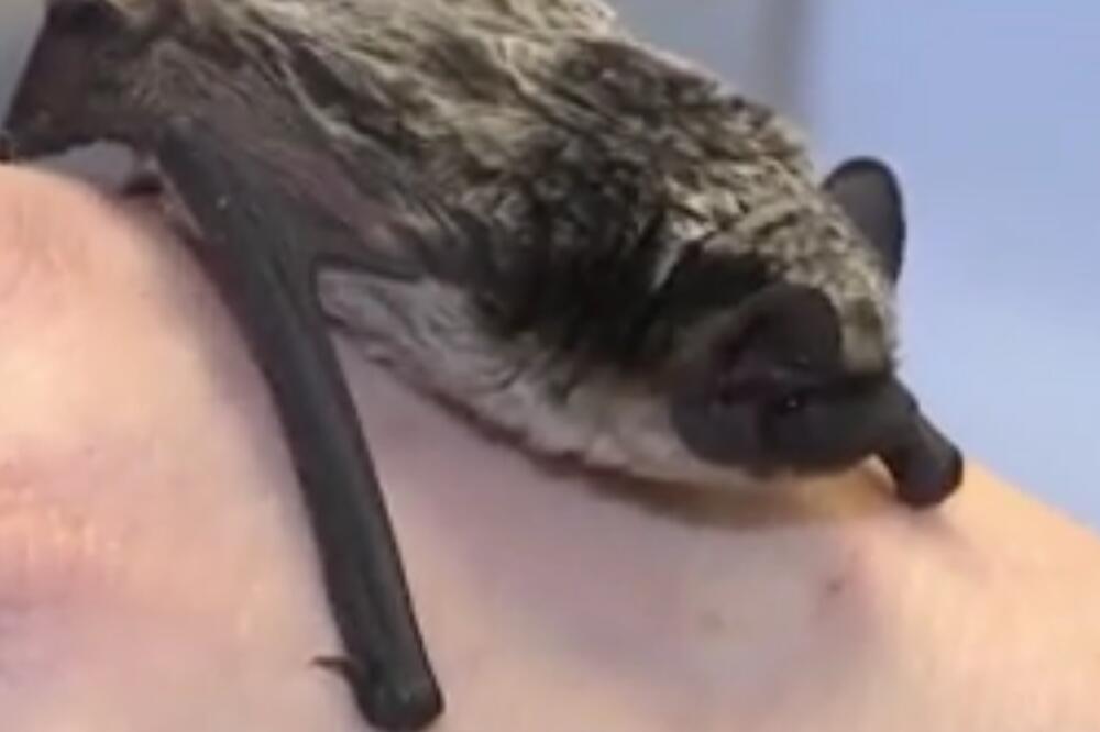 Previše mali da bi preživjeli u prirodi, Foto: Vijesti video