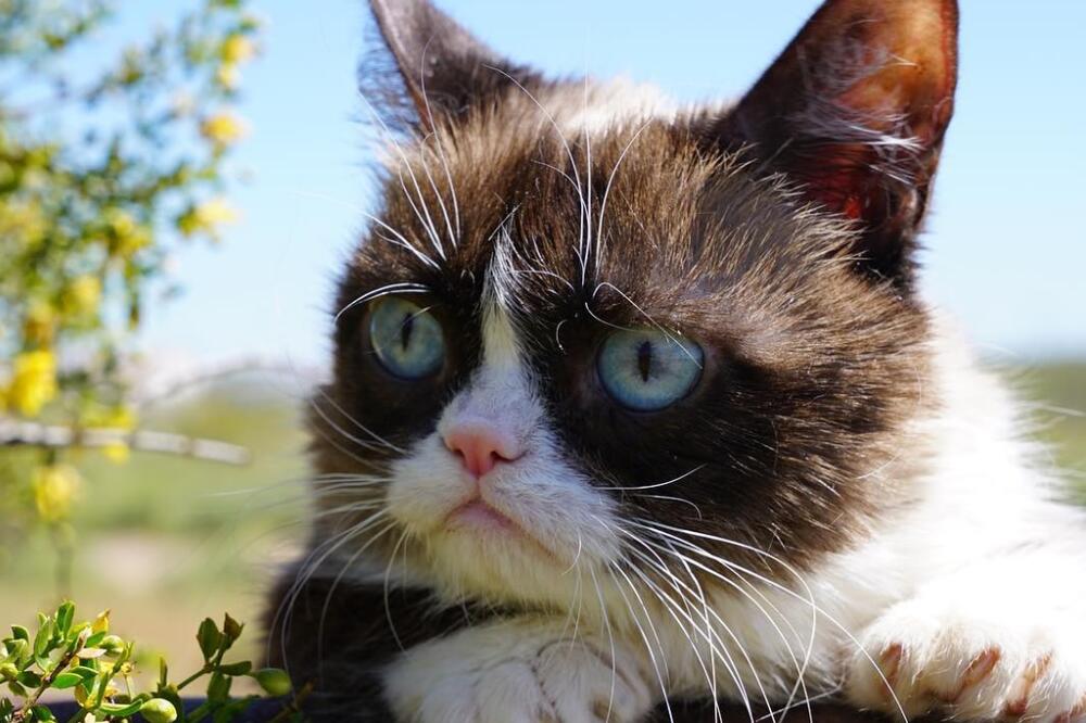 Grumpy Cat, Foto: Shutterstock