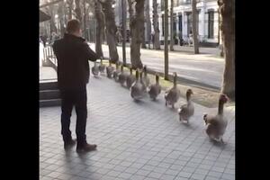 Kad patke marširaju: Ovakav bend još niste vidjeli