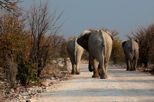 Bocvana ukinula zabranu lova na slonove