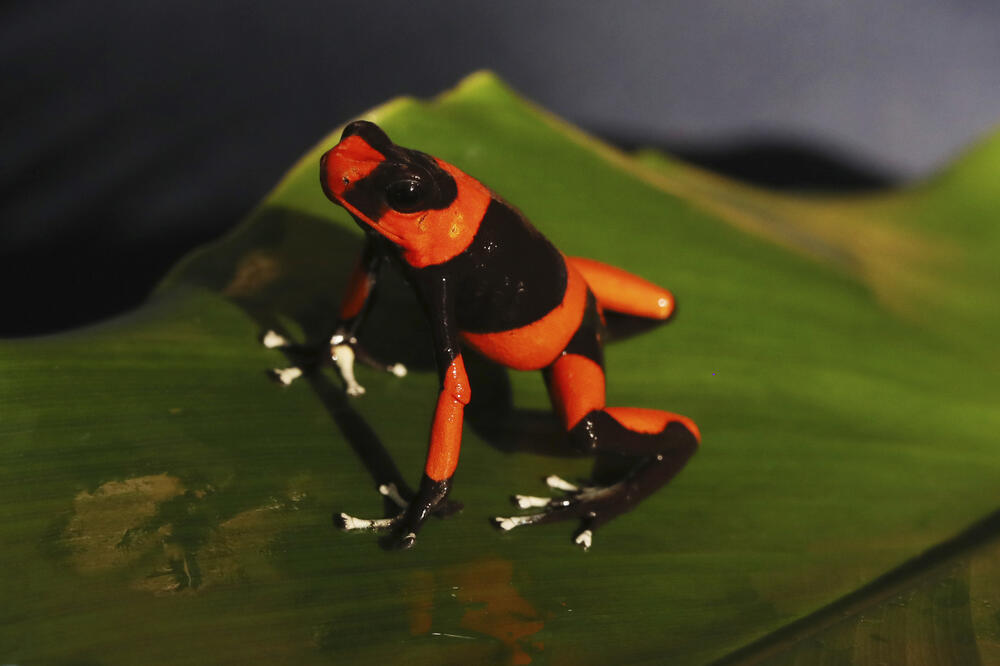 Jedna od žaba iz uzgajivačkog centra "Blaga Kolumbije", Foto: BETA/AP