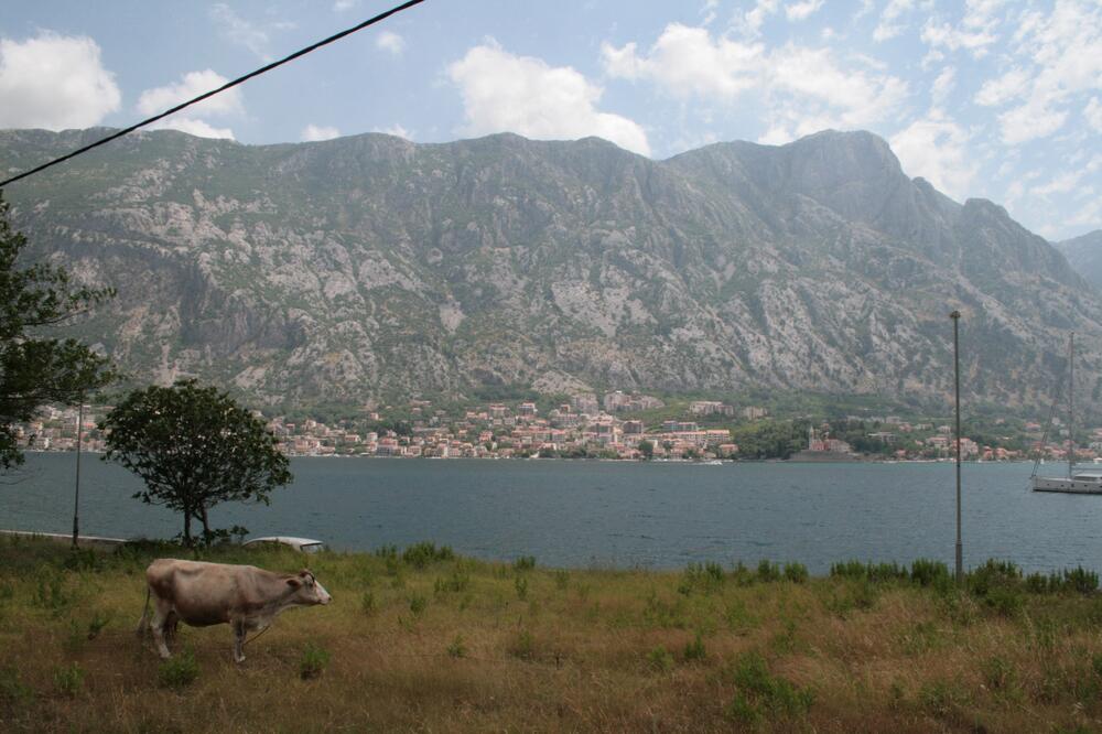 Pogled na Dobrotu sa Glavata, Foto: Borislav Vukićević
