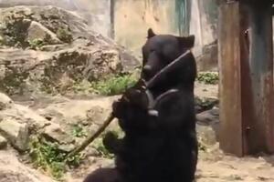 Kad se medvjed razigra: Za zabavu je dovoljan samo štap