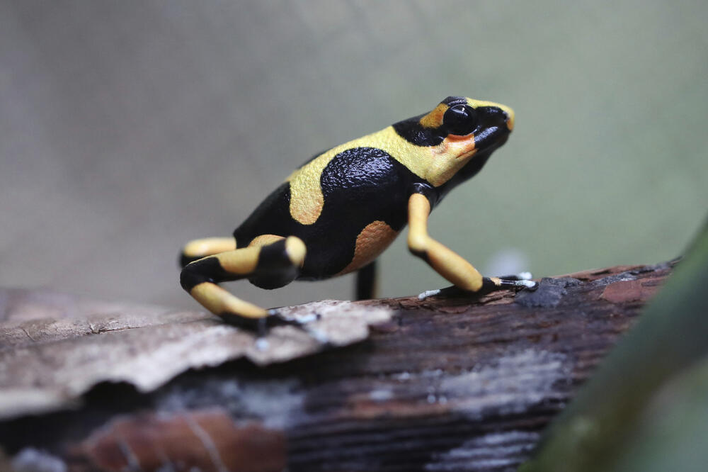 Egzotična žaba, Foto: BETA/AP