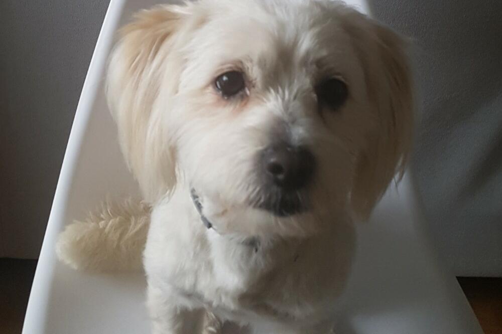 Maltezer Boni, Foto: Privatna arhiva