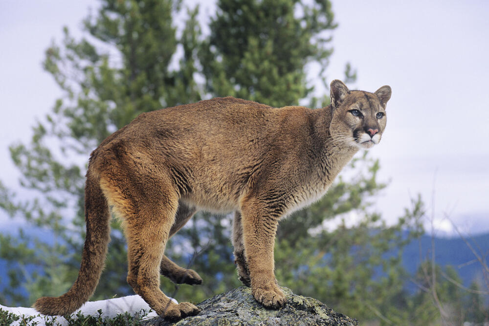 Puma (Ilustracija), Foto: Shutterstock