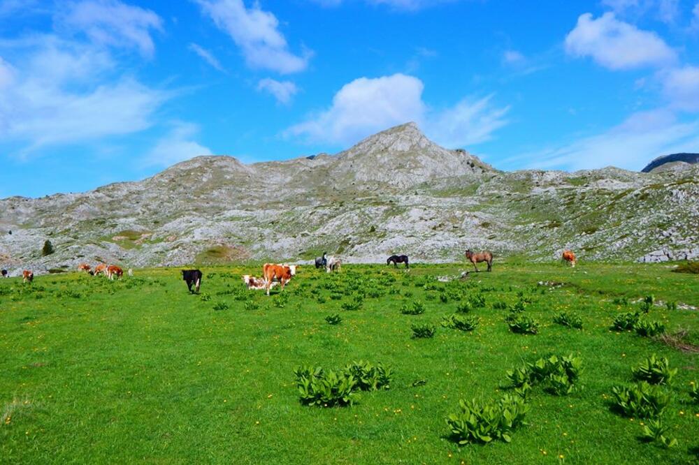 Sinjajevina, Foto: Građanska inicijativa Sačuvajmo Sinjajevinu