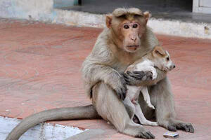Majmun usvojio štene, brani ga od lutalica, hrani i odgaja