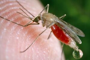 Malarija: Genetski modifikovana gljiva koja ubija komarce