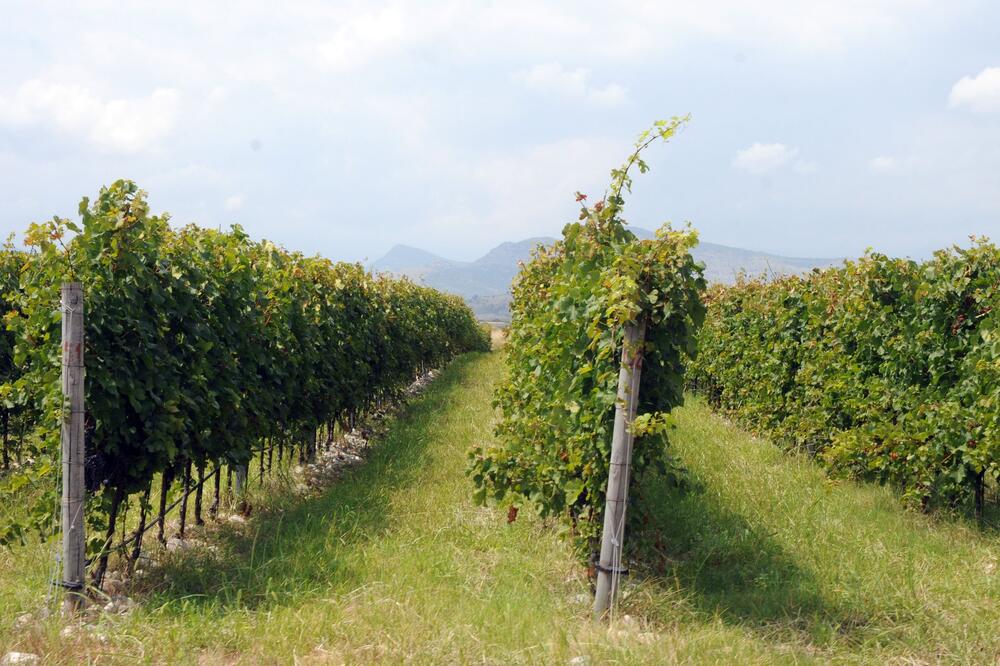 Firma ima još 80 radnih sporova: Plantaže, Foto: Luka Zeković