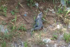 MINA: Životinja nalik krokodilu viđena u blizini Gorice