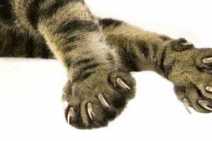 Zašto sve mačke u Americi imaju isječene nokte i da li je vrijeme...