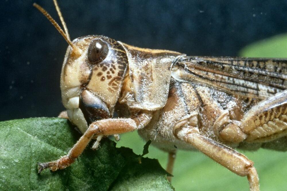 Skakavci su uništili usjeve u središnjem dijelu ostrva, Foto: BBC