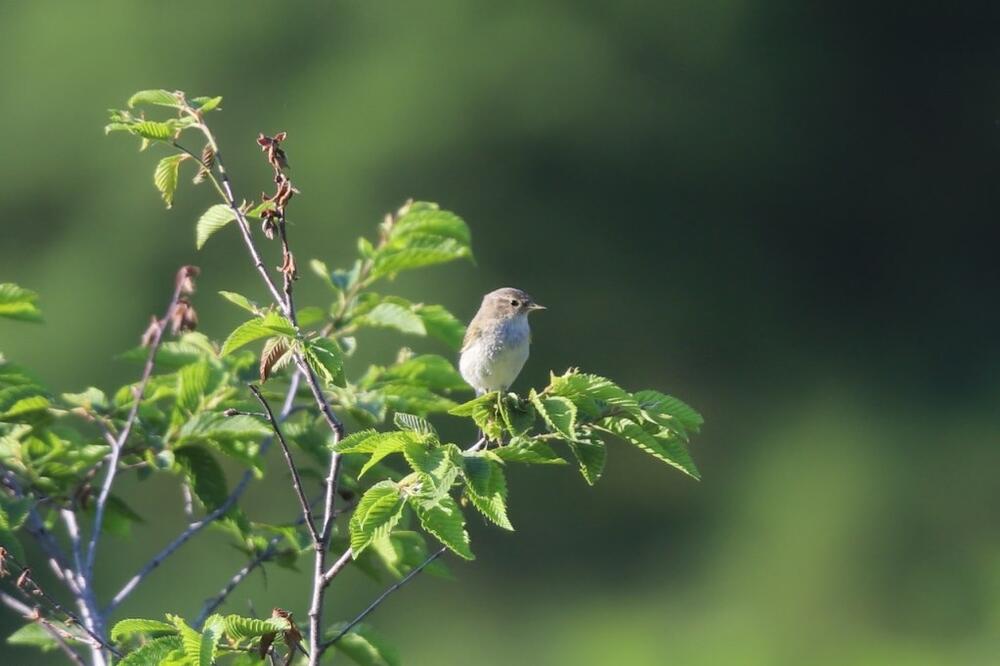 Ptica poznata od ranije, Foto: Borut Rubinica
