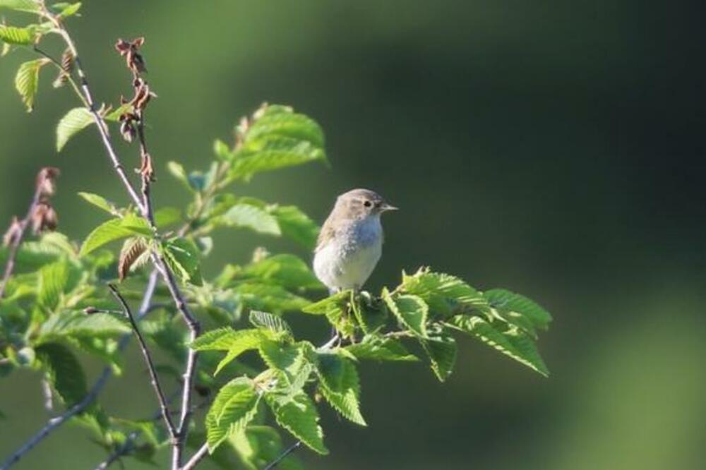 Gorski zviždak, Foto: Borut Rubinica