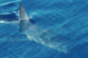 Pogledajte morskog psa snimljenog u Jadranu